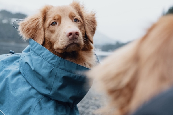 Hurtta Hunde-Regenmantel Monsoon coat blau